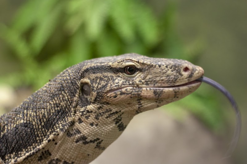 Reptilia