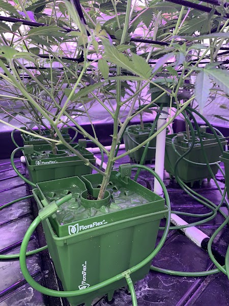 SPECTRUM GROWER SUPPLY INC.
